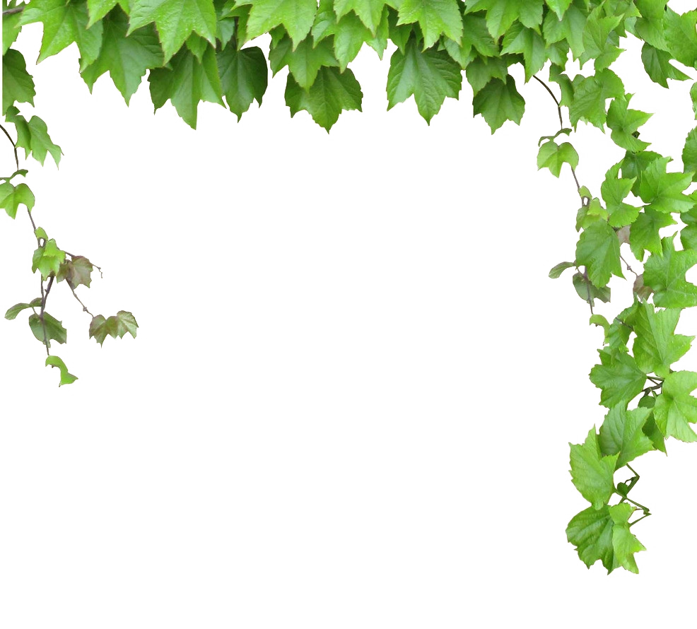 Vine Computer file - Leaves and vines png download - 986*890 - Free ...
