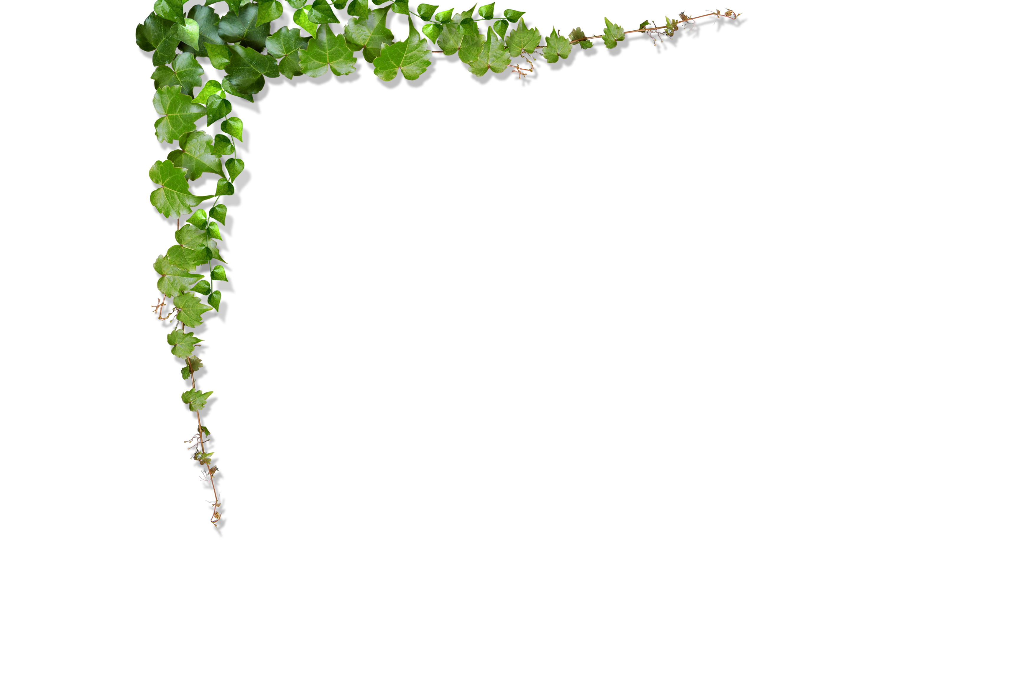 green-vine-leaf-green-leaves-vines-climb-the-wall-png-download