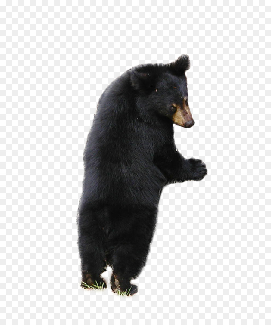American black bear Brown bear Polar bear - Black Bear Baby png download - 672*1080 - Free Transparent  png Download.