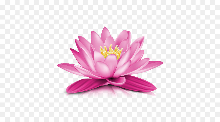 Water lily Clip art - Water Lily PNG Transparent Picture png download - 608*490 - Free Transparent Water Lily png Download.