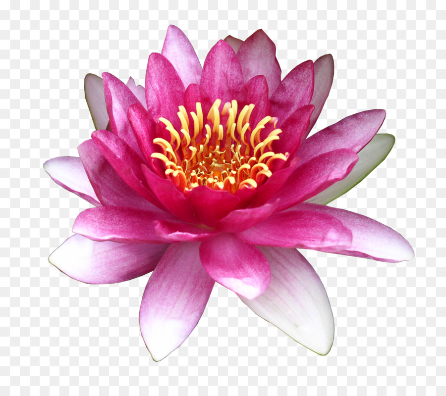 Flower Water lily Clip art - lotus png download - 1238*1080 - Free Transparent Flower png Download.