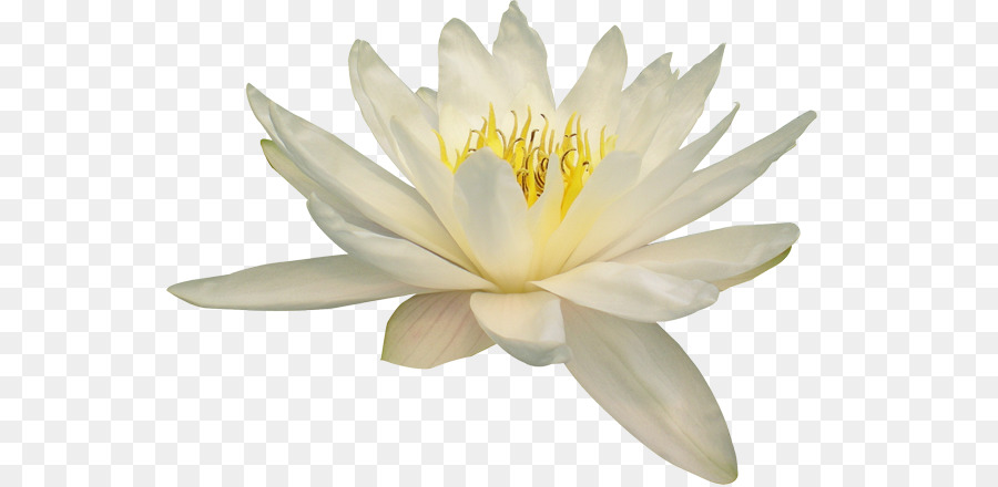 Nelumbo nucifera Water lily Flower - flower png download - 600*438 - Free Transparent Nelumbo Nucifera png Download.