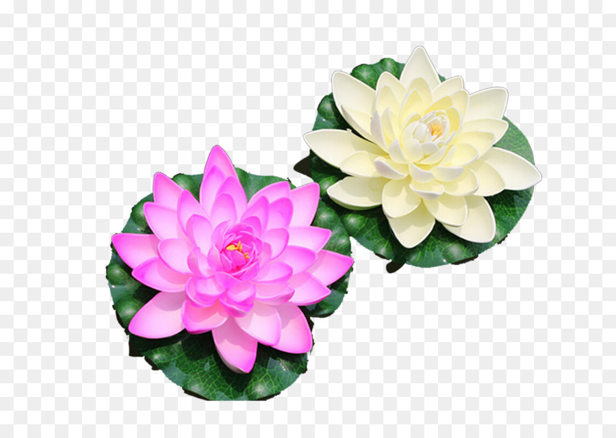 Water lily Nelumbo nucifera Artificial flower Lotus effect - Lotus water lamp png download - 1035*716 - Free Transparent Water Lily png Download.