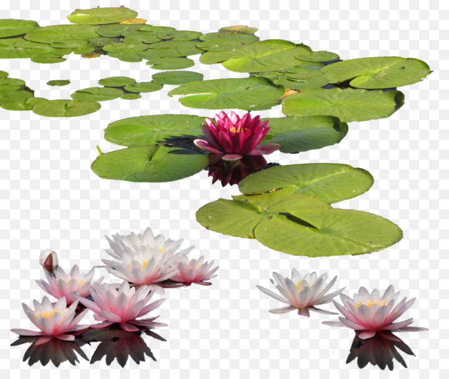 Water lily Nelumbo nucifera Lilium Clip art - pond png download - 980*815 - Free Transparent Water Lily png Download.