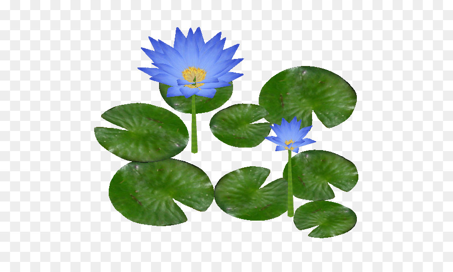 Water lily - Water Lily PNG Clipart png download - 525*525 - Free Transparent Water Lily png Download.