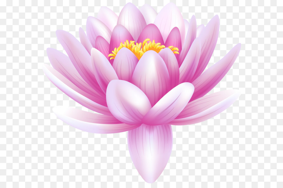 Water lilies Lily Flower Clip art - Water Lily Transparent PNG Clip Art Image png download - 8000*7276 - Free Transparent Nymphaea Alba png Download.