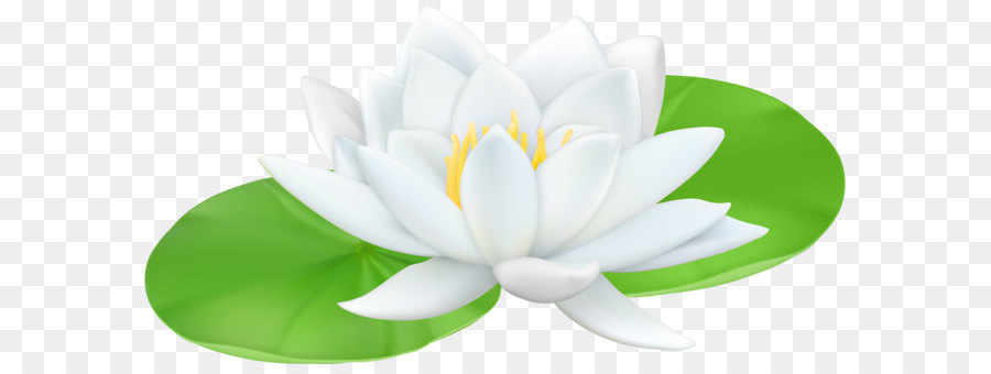 Water lilies Sacred Lotus Lily Clip art - Water Lily Transparent PNG Clip Art Image png download - 6000*3095 - Free Transparent Egyptian Lotus png Download.