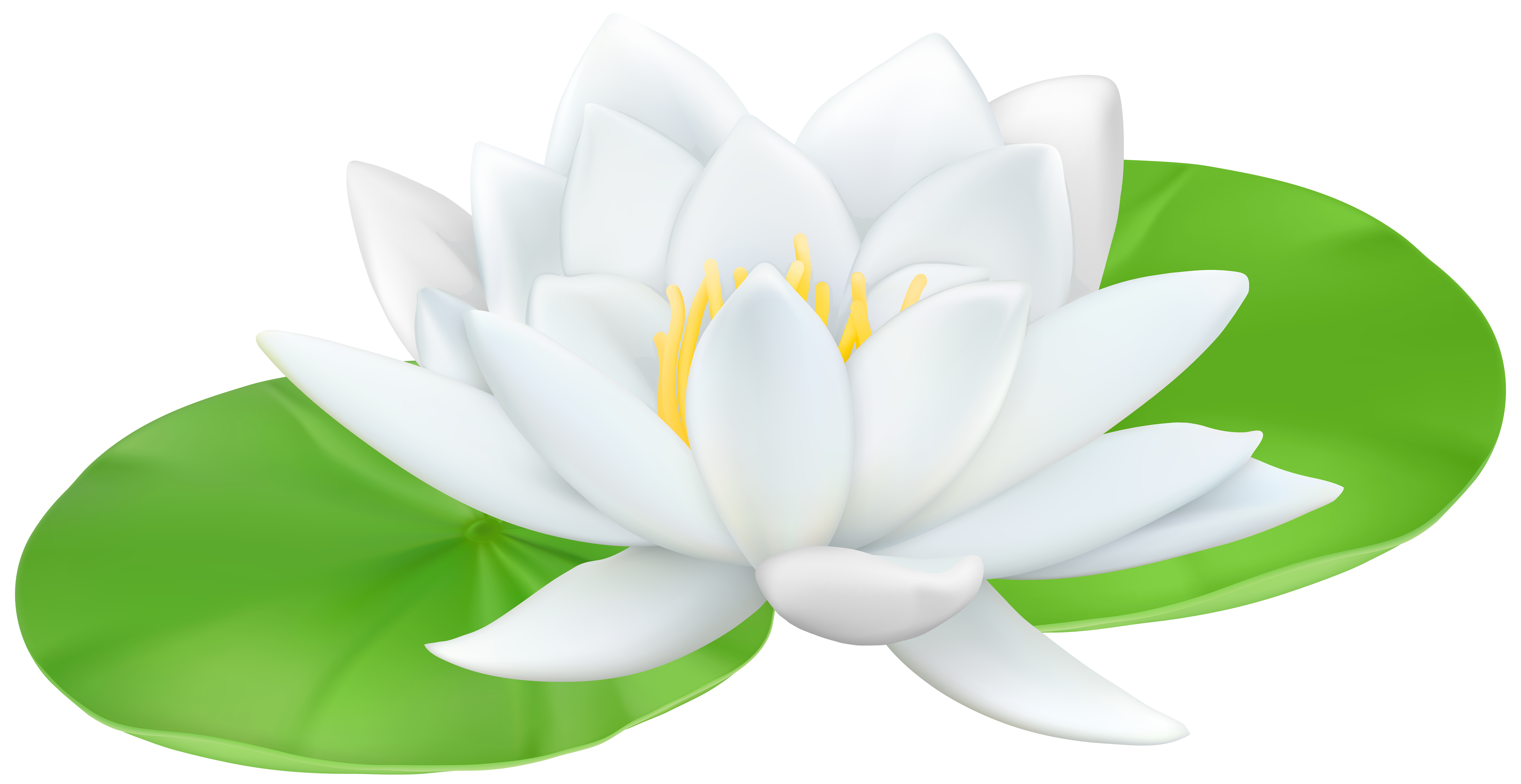 Transparent Background Water Lily Png Clip Art Library Images