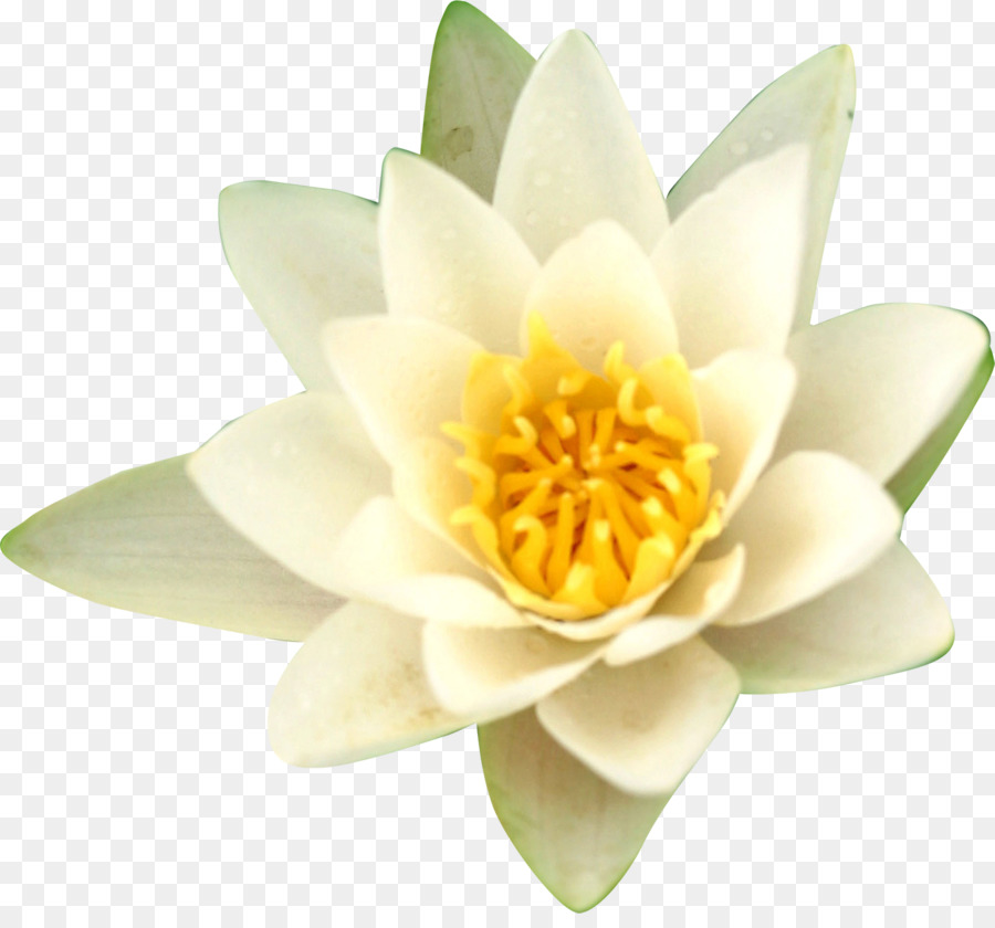 Water lilies Nelumbo nucifera Flower - Water Lilies png download - 1408*1294 - Free Transparent Water Lilies png Download.