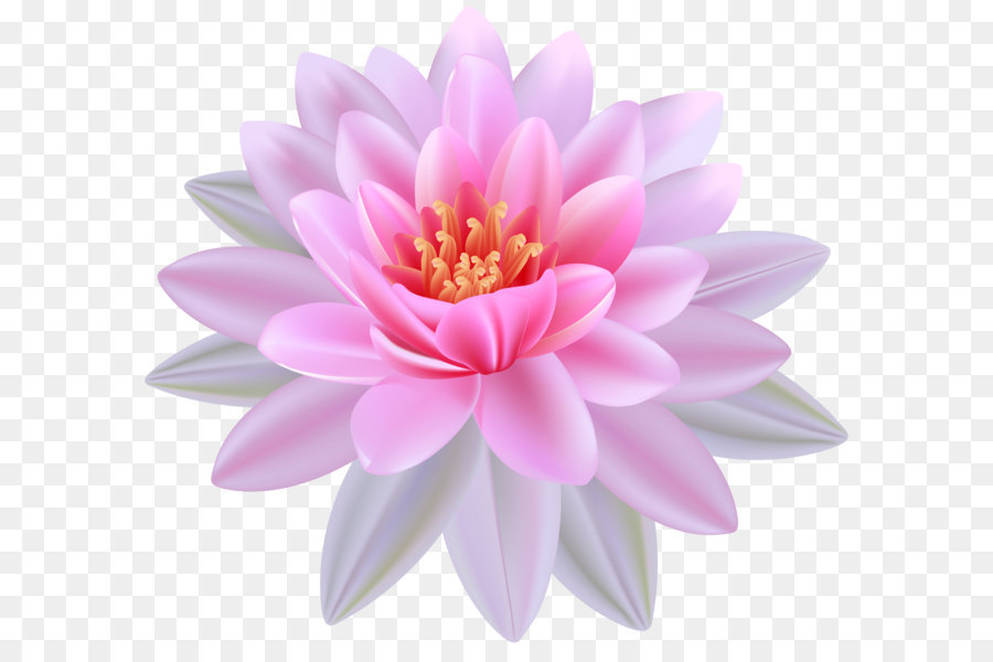 Egyptian lotus Nymphaea alba Clip art - Pink Water Lily PNG Clipart Image png download - 4078*3691 - Free Transparent Nelumbo Nucifera png Download.