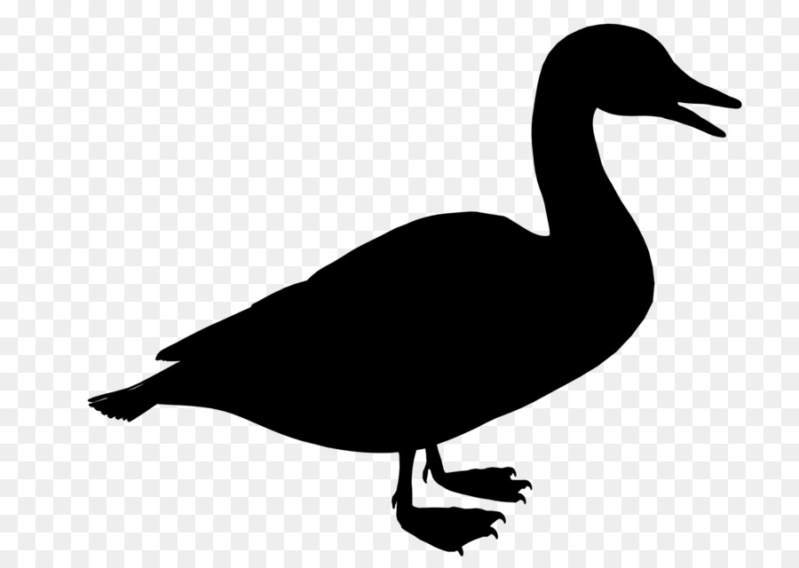 Duck Black & White - M Clip art Fauna Silhouette -  png download - 1600*1131 - Free Transparent Duck png Download.