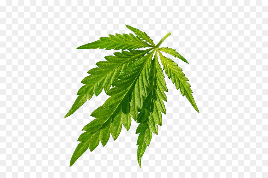 Cannabis sativa Joint Leaf - Cannabis green leaves closeup png download - 600*600 - Free Transparent Cannabis Sativa png Download.