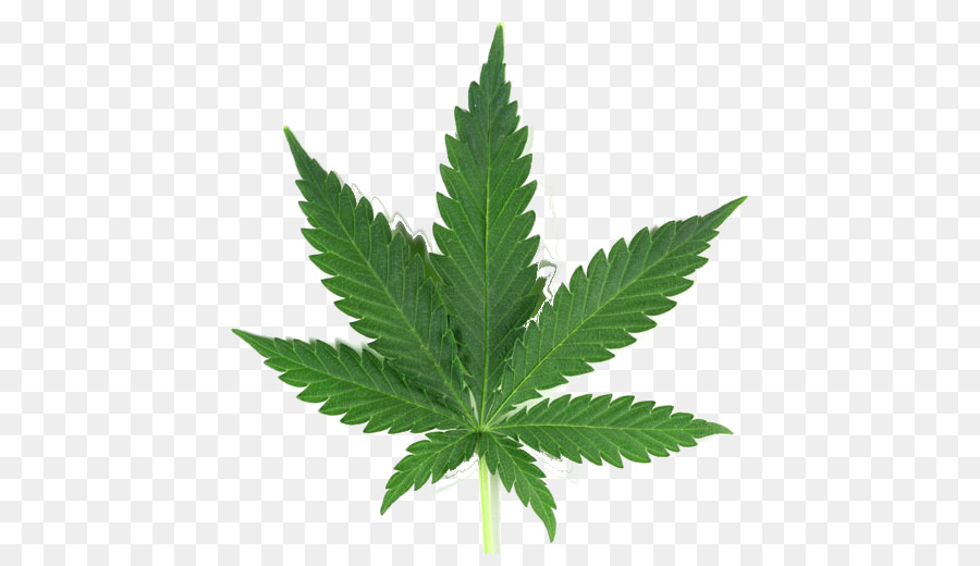 Medical cannabis Joint Leaf - cannabis png download - 509*509 - Free Transparent Cannabis png Download.