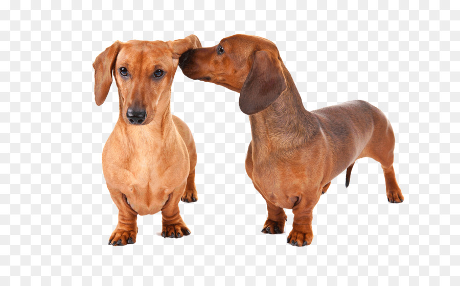 Dachshund Rottweiler Dog breed Puppy Pet - puppy png download - 830*553 - Free Transparent Dachshund png Download.