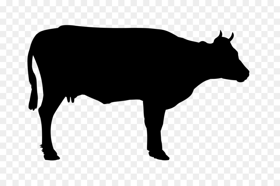 Welsh Black cattle Holstein Friesian cattle White Park cattle Beef cattle - cattle png download - 2400*1594 - Free Transparent Welsh Black Cattle png Download.