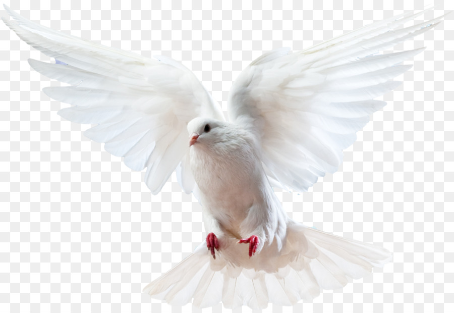 Columbidae Bird Doves as symbols Domestic pigeon - white dove png download - 1024*700 - Free Transparent Columbidae png Download.