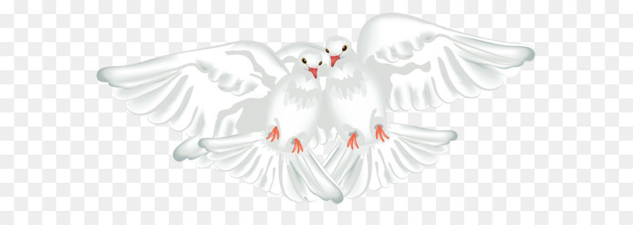 Columbidae Ruddy ground dove Rock dove Maddie Rooney - White Doves Transparent PNG Clipart png download - 5195*2399 - Free Transparent  png Download.