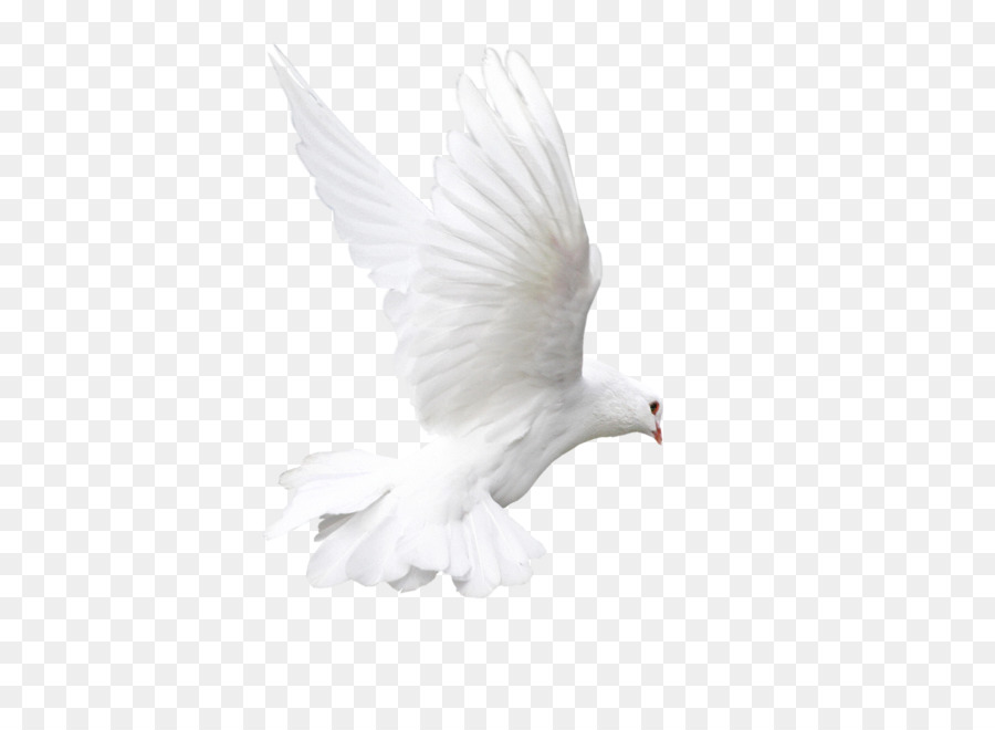 Rock dove Bird White Animal - pigeon png download - 3425*2480 - Free Transparent Rock Dove png Download.