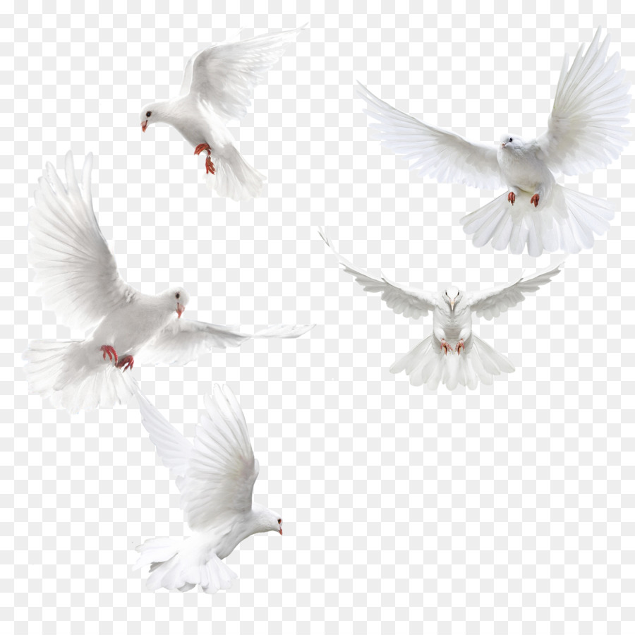 Columbidae Bird Squab - Creative dove wings,White dove png download - 3500*3500 - Free Transparent Columbidae png Download.