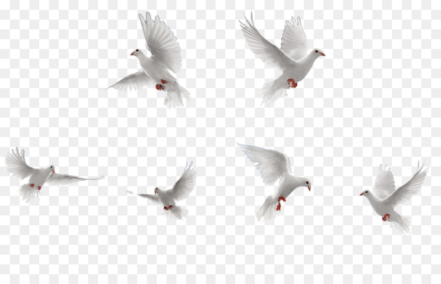 Bird Rock dove Flight - White Birds collection png download - 1024*646 - Free Transparent Bird png Download.