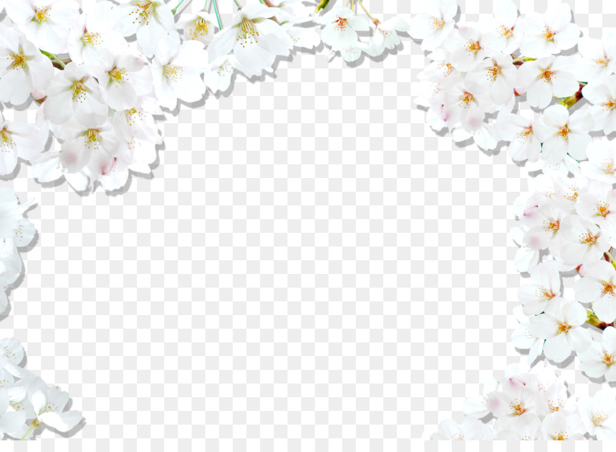 National Cherry Blossom Festival White - Cherry border background png download - 3500*2500 - Free Transparent National Cherry Blossom Festival png Download.