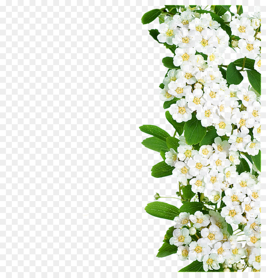 Flower White - White flowers green leaves png download - 2404*2502 - Free Transparent Flower png Download.