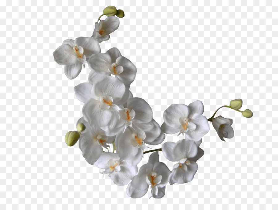 Flower White Orchids Clip art - white flower png download - 1600*1200 - Free Transparent Flower png Download.