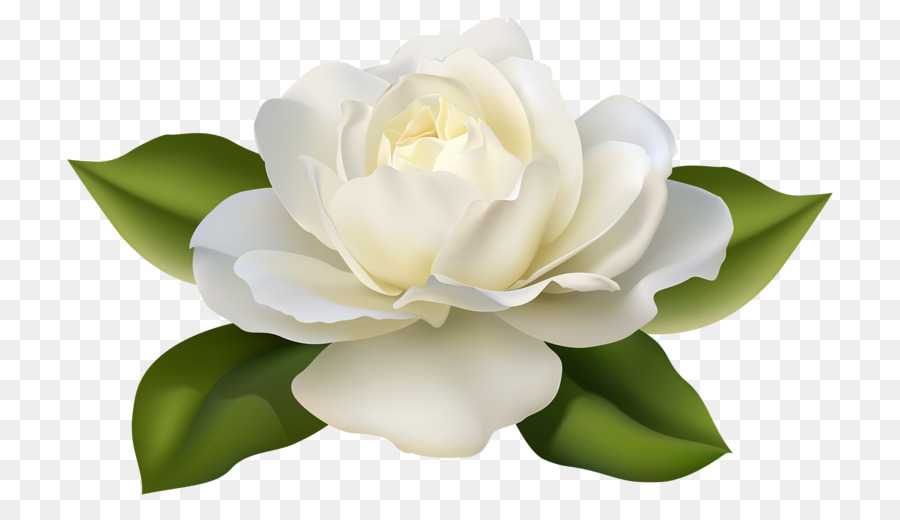 Rose White Flower Clip art - Pale yellow rose png download - 800*513 - Free Transparent Rose png Download.