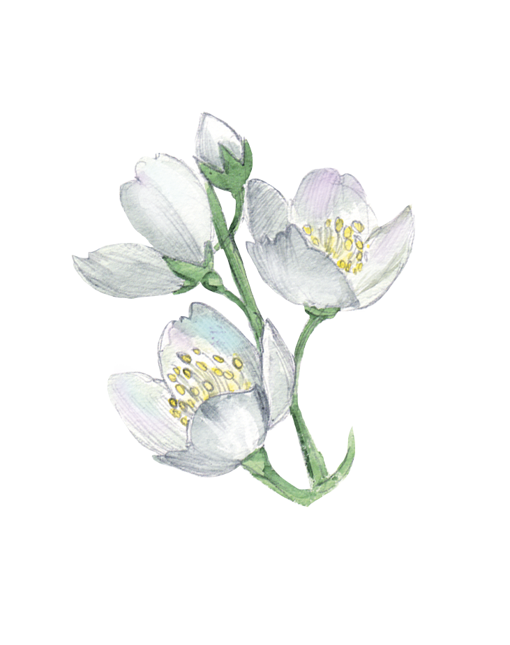 White Flower Plant Illustration - Watercolor flowers png download - 731