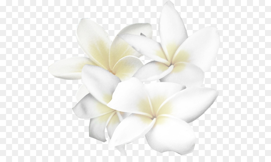 White Flower Clip art - White flowers png download - 600*521 - Free Transparent White png Download.
