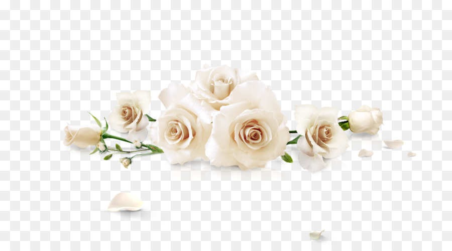Beach rose White Flower - White roses png download - 980*535 - Free Transparent Beach Rose png Download.