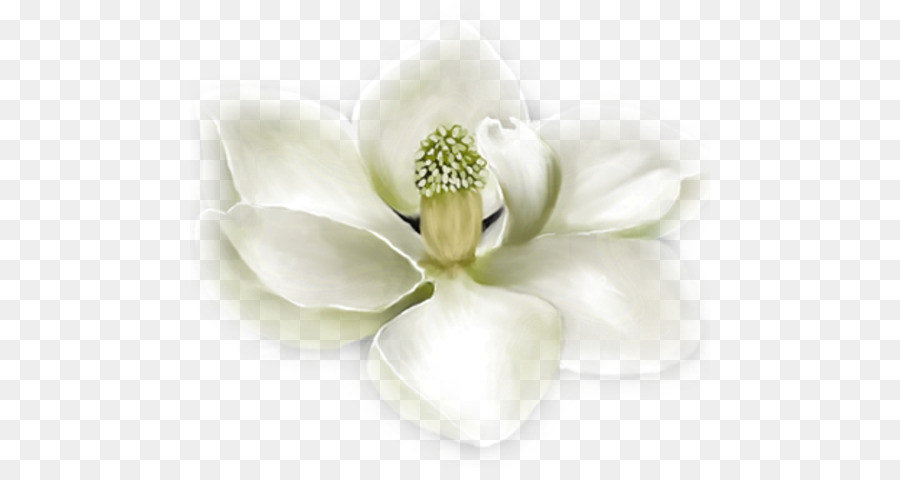 Flower Southern magnolia Polyvore White - flower png download - 520*468 - Free Transparent Flower png Download.