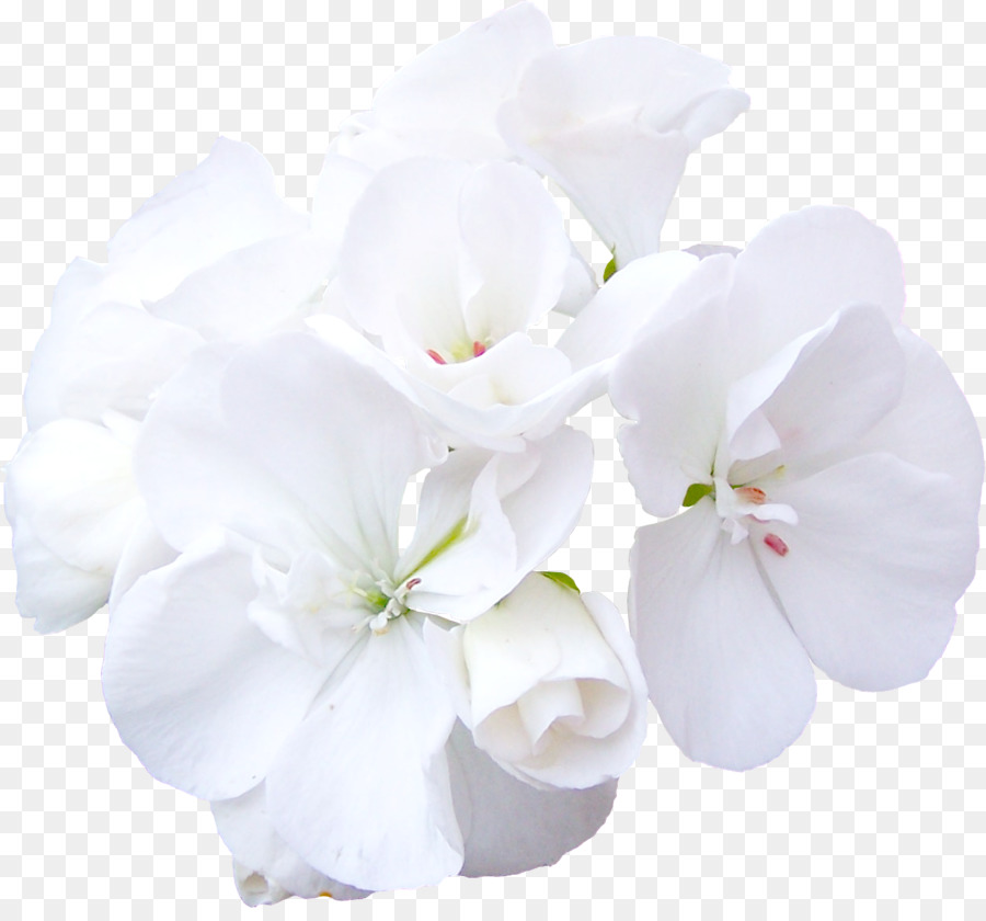 Cut flowers Rose White - white flower png download - 1250*1150 - Free Transparent Flower png Download.
