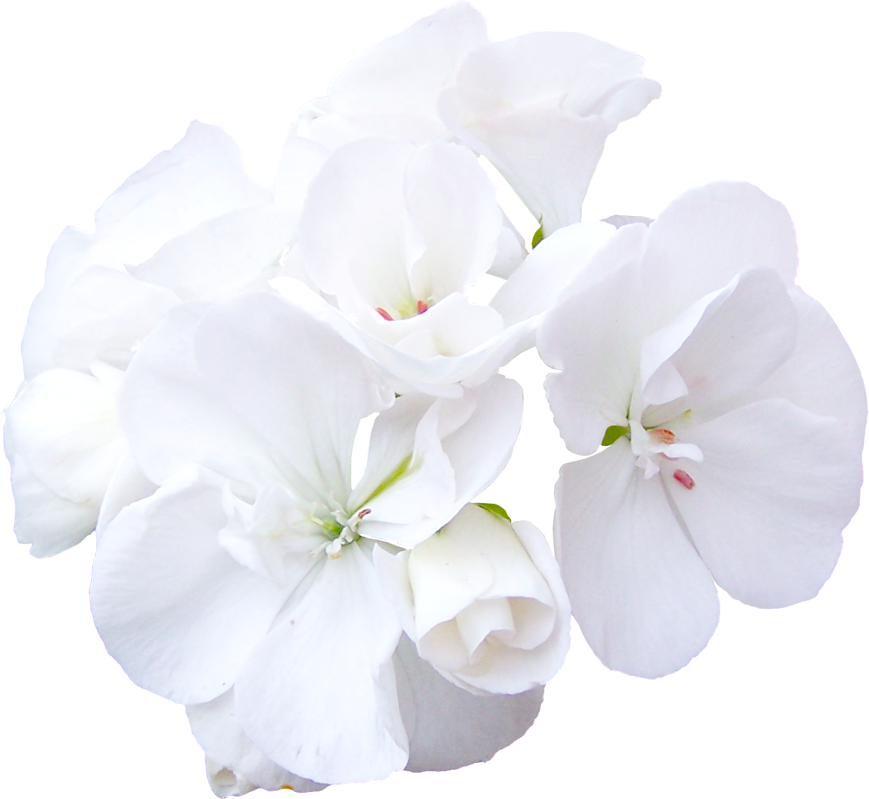 Цветы на белом фоне. Белые цветы на белом фоне. Белые цветы на прозрачном фоне. Прозрачные белые цветы.