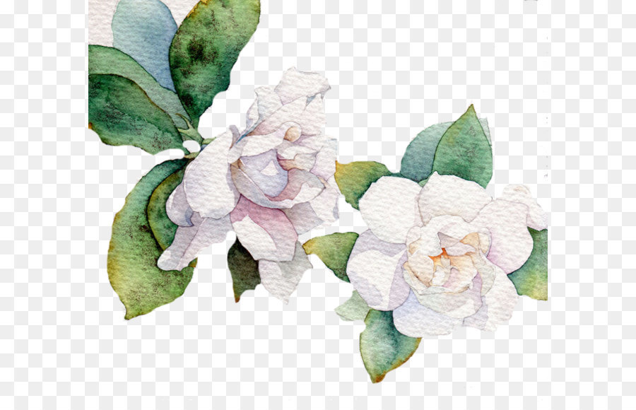 Flower White Leaf Euclidean vector - White Flower png download - 658*573 - Free Transparent Flower png Download.