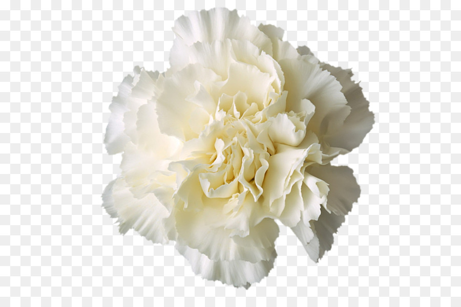 Carnation Boutonnière White - flower png download - 600*581 - Free Transparent Carnation png Download.