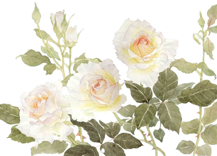 Garden Roses Centifolia Roses Flower White White Flowers Png Download