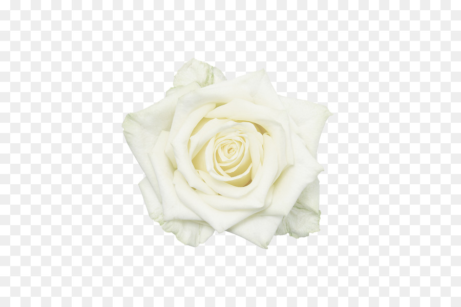 Garden roses White Flower - White roses png download - 600*600 - Free Transparent Garden Roses png Download.