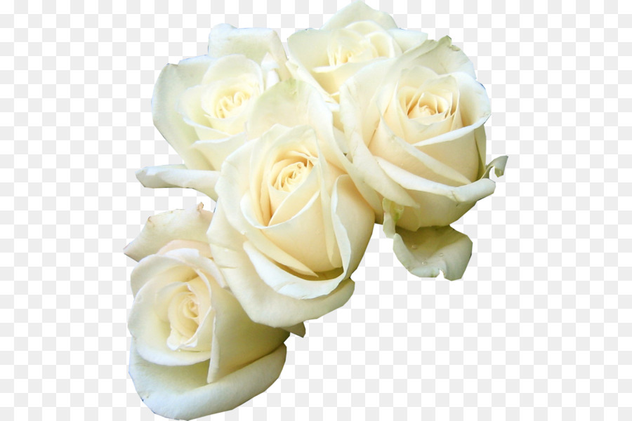 Rose Flower bouquet White Clip art - white rose png download - 549*600 - Free Transparent Rose png Download.