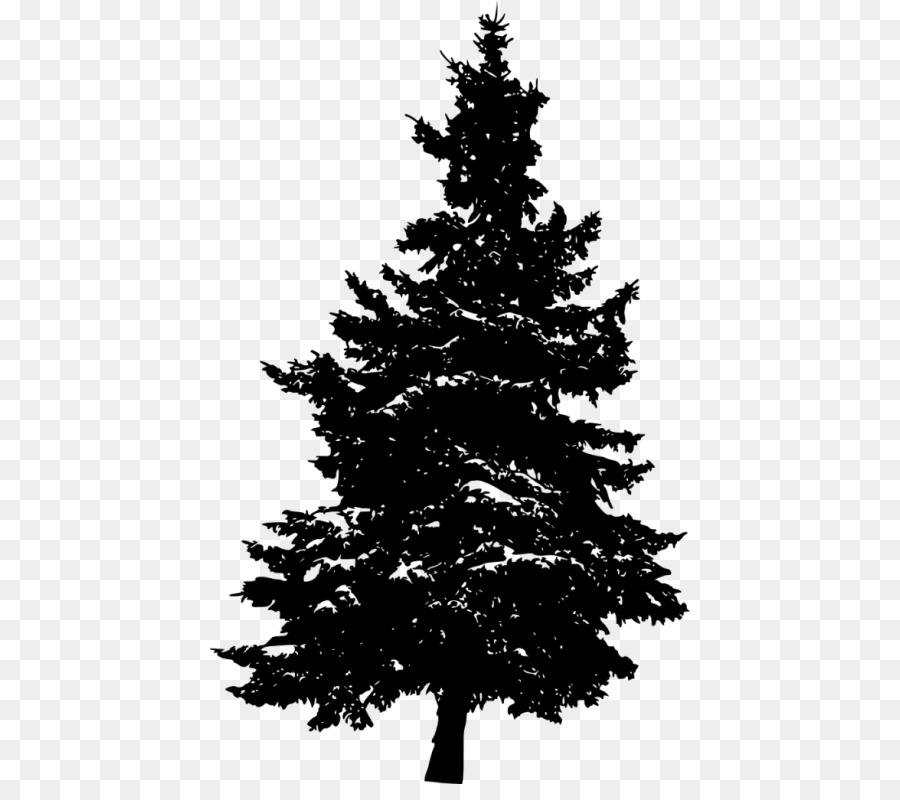 Eastern white pine Fir Tree Evergreen - tree png download - 480*784 - Free Transparent Pine png Download.