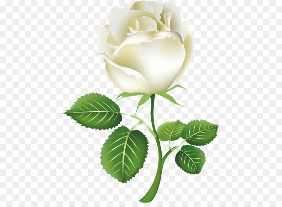 Rose White Clip art - White roses png download - 500*646 - Free Transparent Rose png Download.