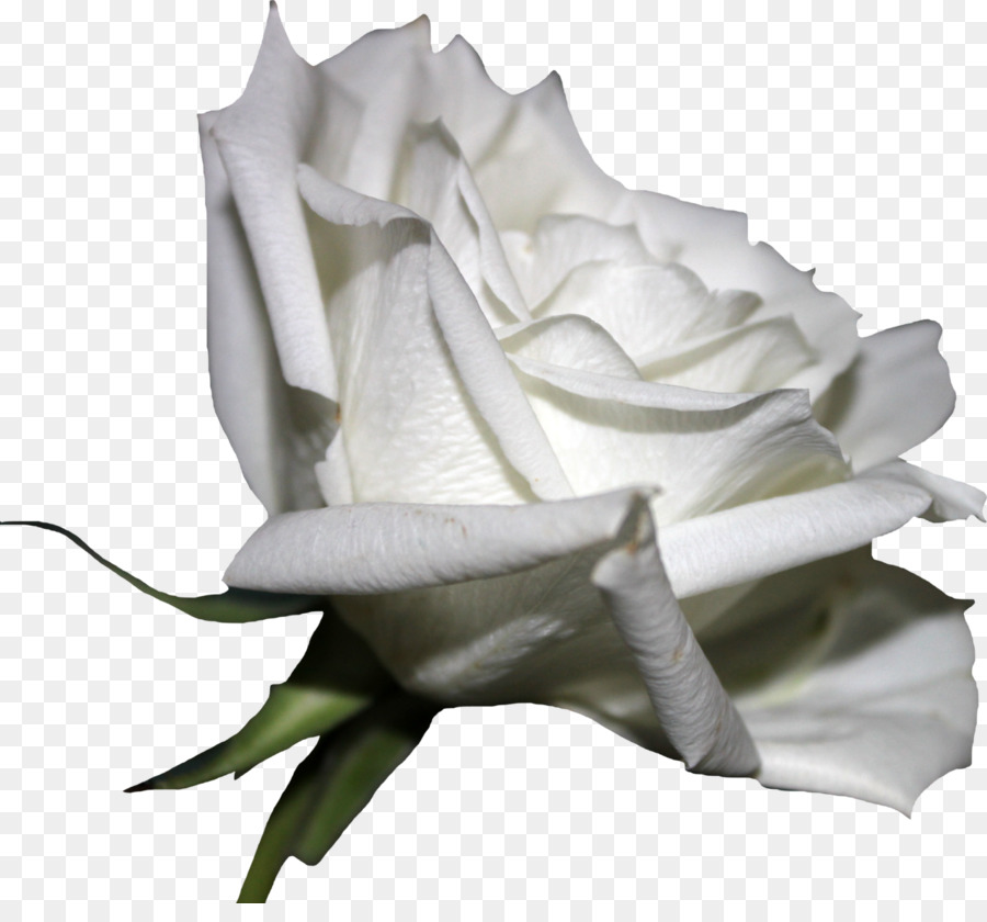 White Rose Flower Clip art - white roses png download - 1280*1170 - Free Transparent Rose png Download.