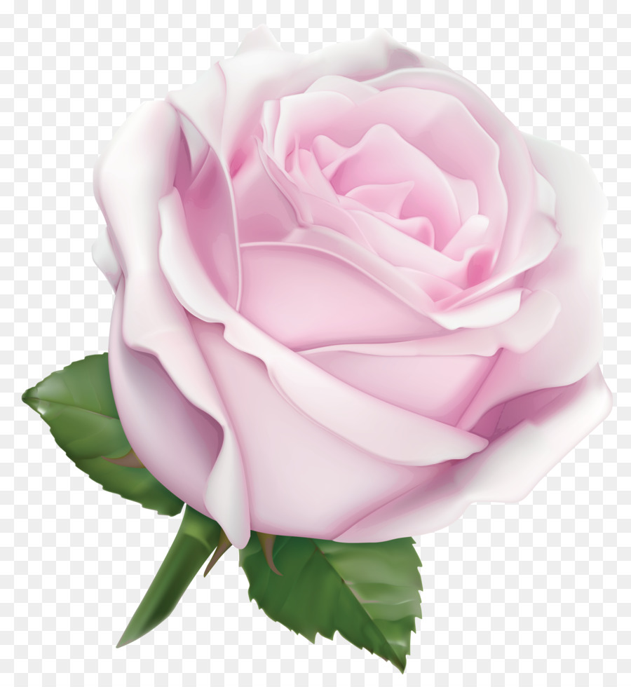 Rose Royalty-free White - white roses png download - 5428*5861 - Free Transparent Rose png Download.