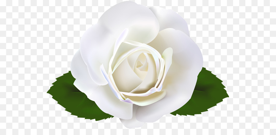 Garden roses Clip art - white roses png download - 600*423 - Free Transparent Garden Roses png Download.