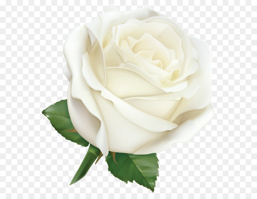 Rose Pink Clip art - Large White Rose PNG Clipart Image png download - 5865*6219 - Free Transparent Rose png Download.