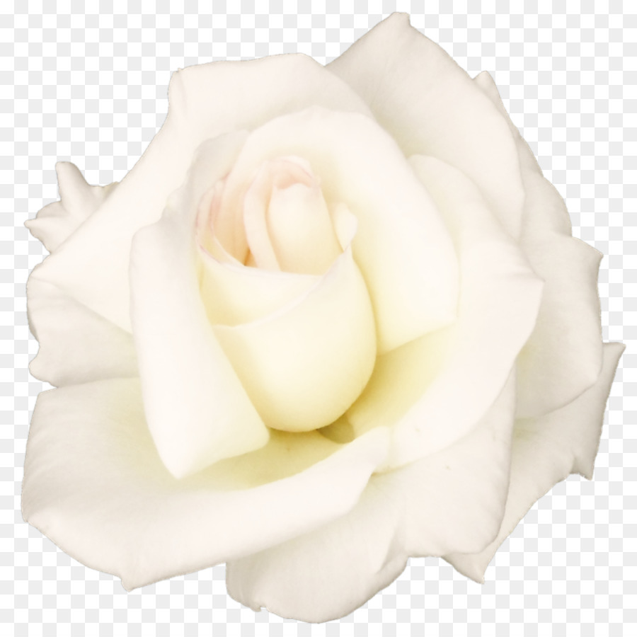 Garden roses Centifolia roses Petal White Cut flowers - White Rose PNG Transparent Image png download - 895*892 - Free Transparent Garden Roses png Download.