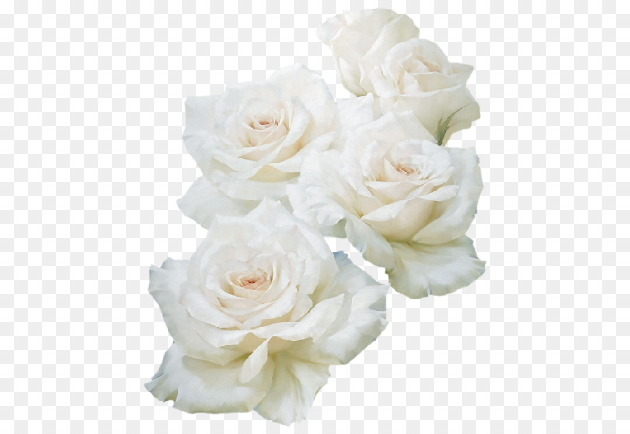 Blue rose White - rose png download - 500*614 - Free Transparent Blue Rose png Download.