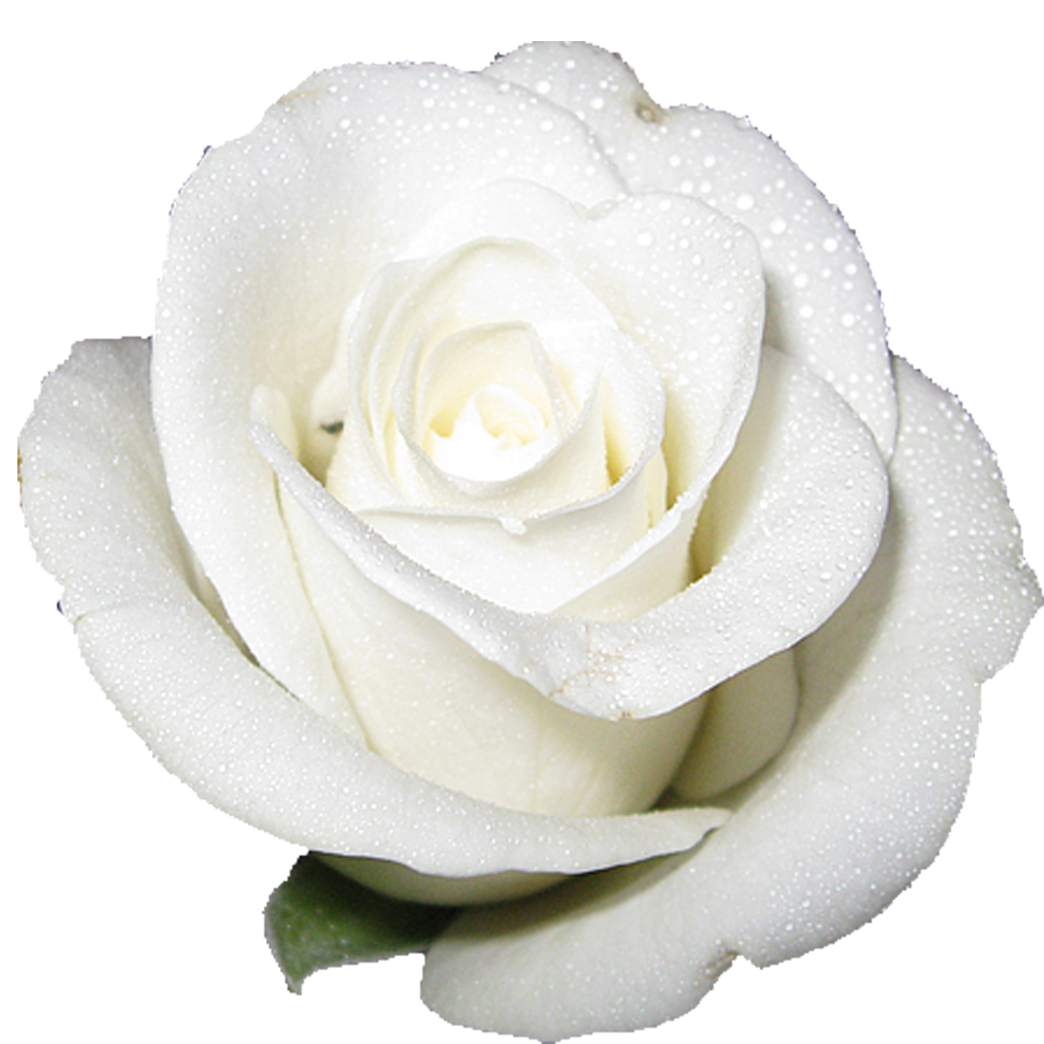 Cut Flower Roses White White Rose Png Download 15001500 Free