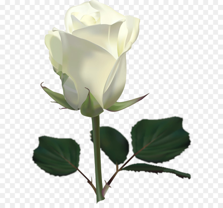 Free White Rose Transparent, Download Free White Rose Transparent png ...