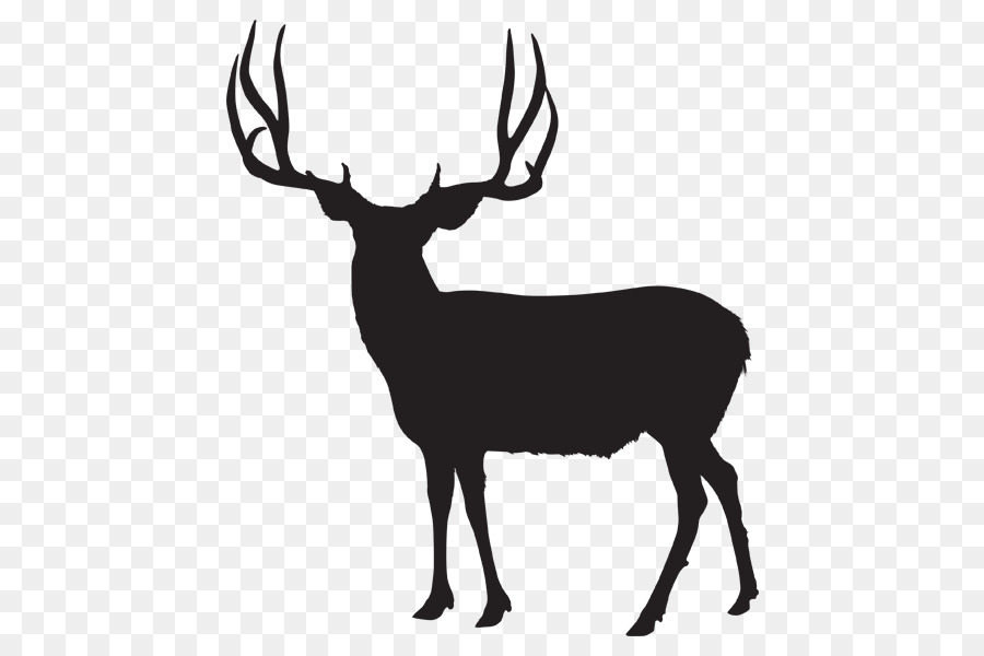 White-tailed deer Utah Wild boar Moose - deer png download - 600*600 - Free Transparent Deer png Download.